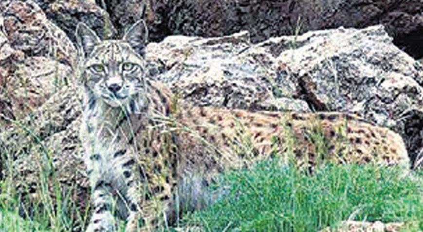 Nadir görülen vaşak başarı getirdi