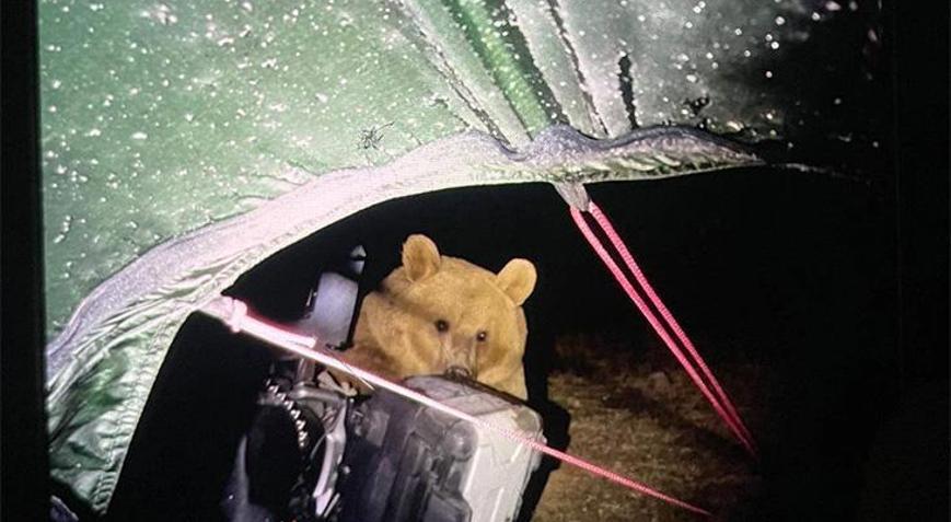 Ayı saldırısında nasıl hayatta kalırsınız Kaçma şansınız yok, sadece bunu yapın