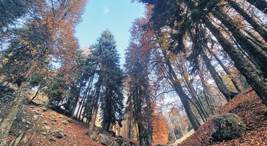 498 milyon ağacı Sıfır Atık kurtardı