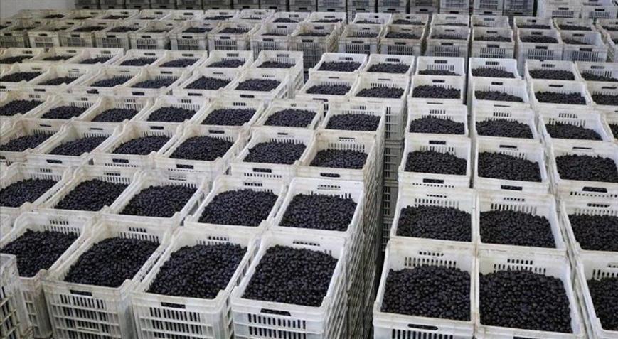 Marmarabirlik 66 bin ton ürün alımı hedefliyor