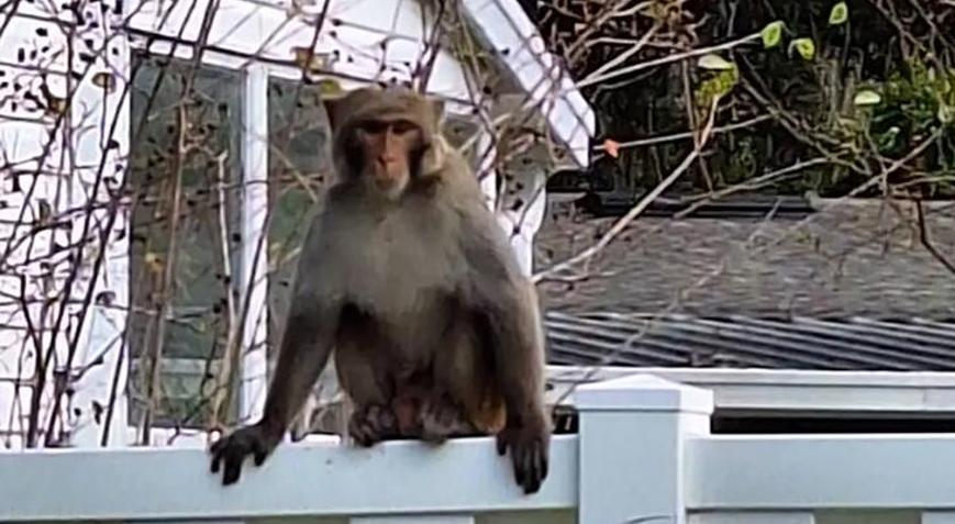 ABDnin Florida eyaletinde sokakları maymunlar bastı