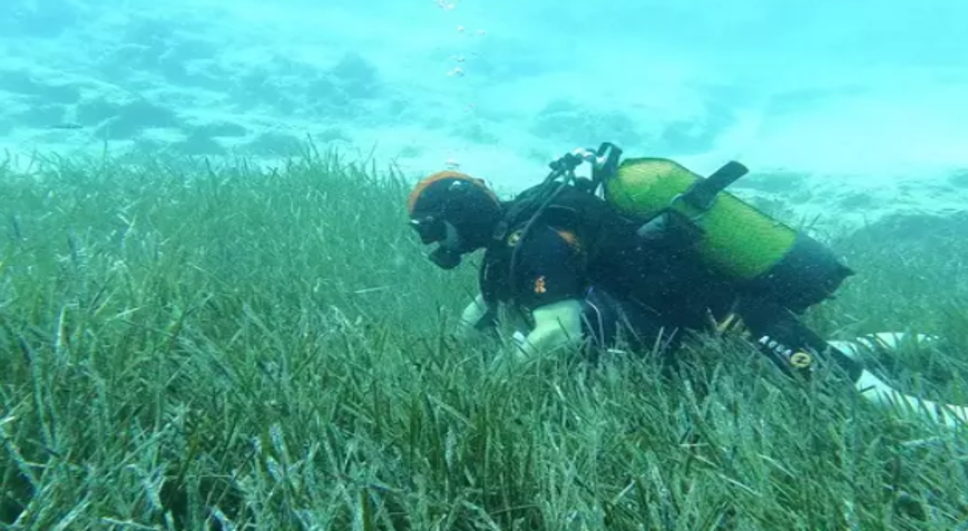 Deniz çayırları ve mercanların korunmasına yönelik çalışmalar devam ediyor