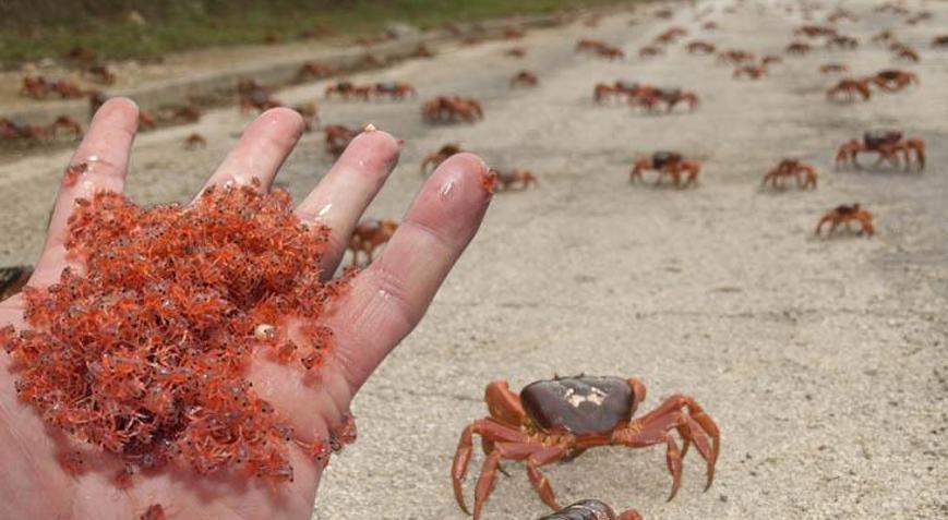 İnsana geçit vermiyor Milyonlarca yengeç sokakları istila etti, pes dedirten sebep
