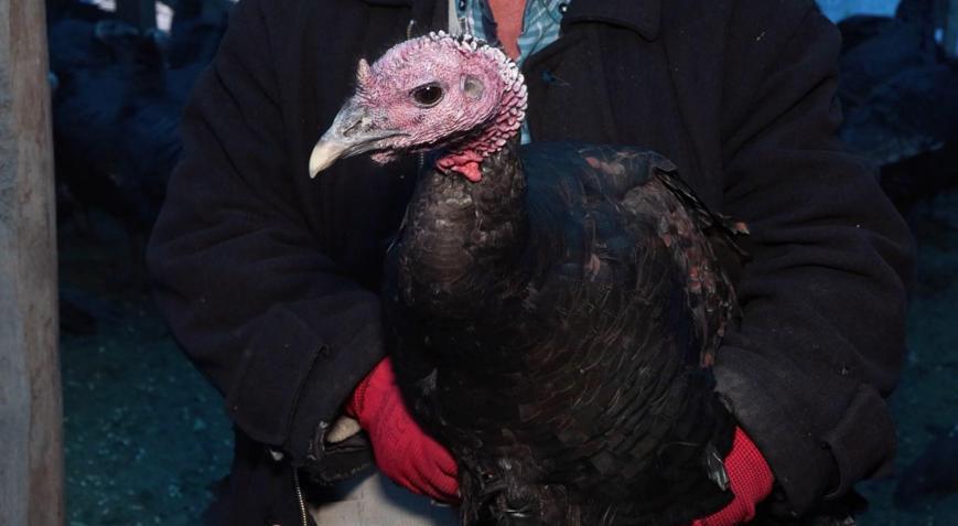 Yılbaşı sofralarının vazgeçilmezi hindi bu yıl tezgahta kaldı