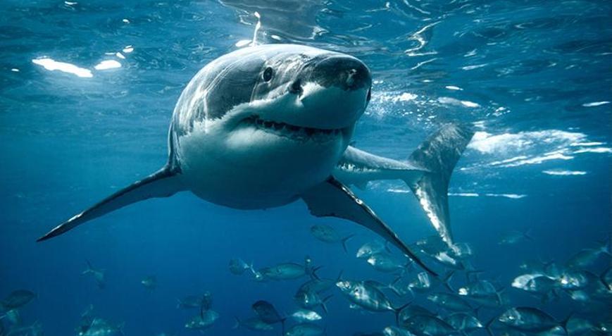 Avustralyada zıpkınla avlanan kişi köpek balığı saldırısına uğradı