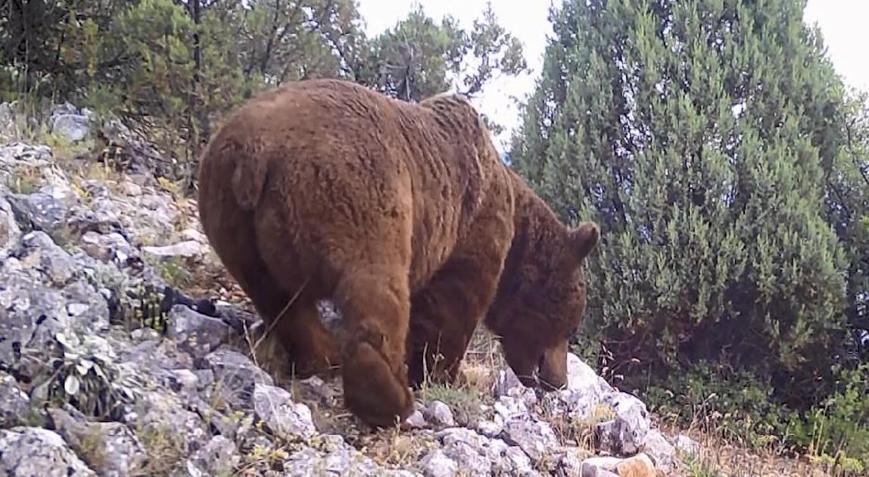 Keleste yaban hayvanları fotokapanla görüntülendi