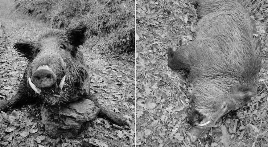 Kastamonu’da domuz dehşeti 1 kişi ağır yaralandı