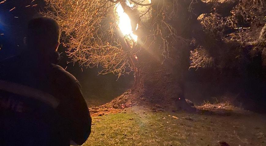 Bingöl’de 800 yıllık meşe ağacı alev alev yandı, o anlar kamerada