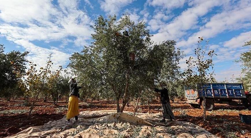 Zeytin ve Antep fıstığı 2024te üreticisini sevindirdi