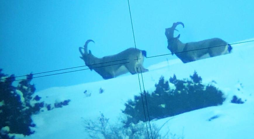 Kop Dağında ölçüm yaparken dağ keçilerini görüntüledi