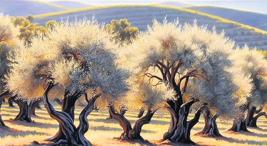 Zeytin barışı temsil eder