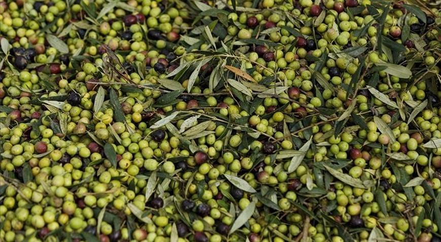 Türkiyenin zeytin üretimi rekora ulaştı