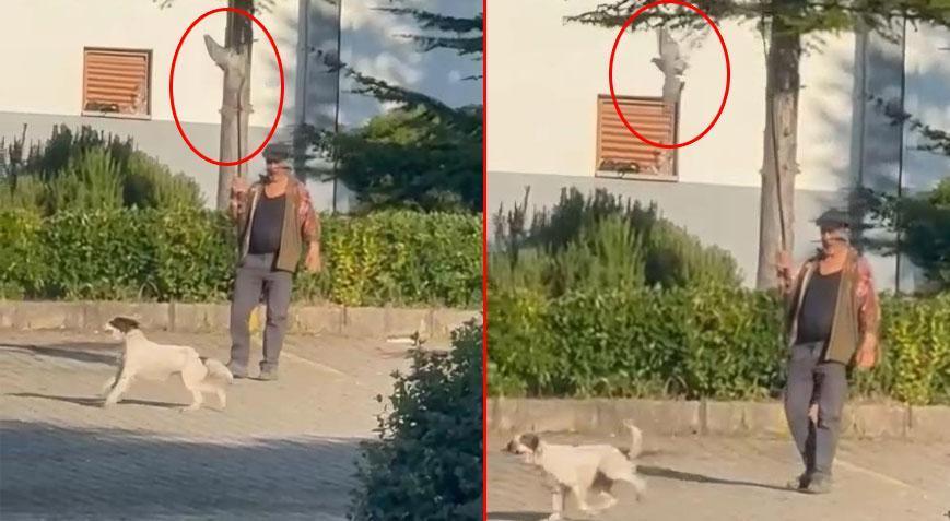 Böyle canilik görülmedi Güvercini misinaya bağlayıp, av köpeğini eğitti