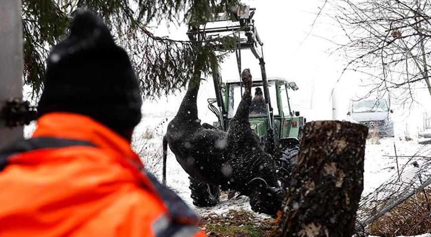 Almanyada 35 yıl sonra görülen şap hastalığı paniği