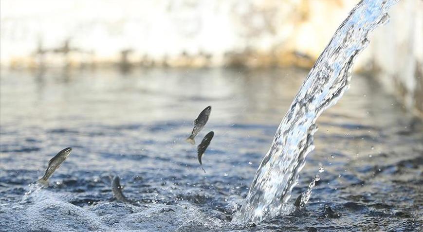 Alabalık yavrusu üretiminde Erzincan hedef büyüttü