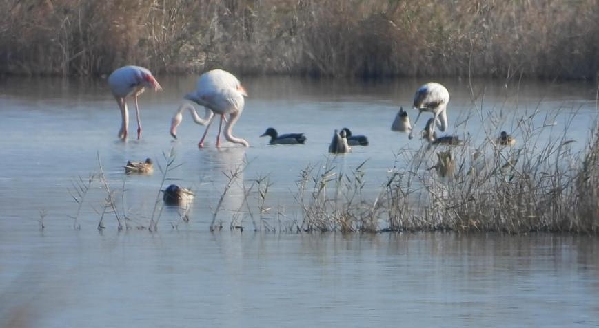 Milleyhada flamingolar görüntülendi