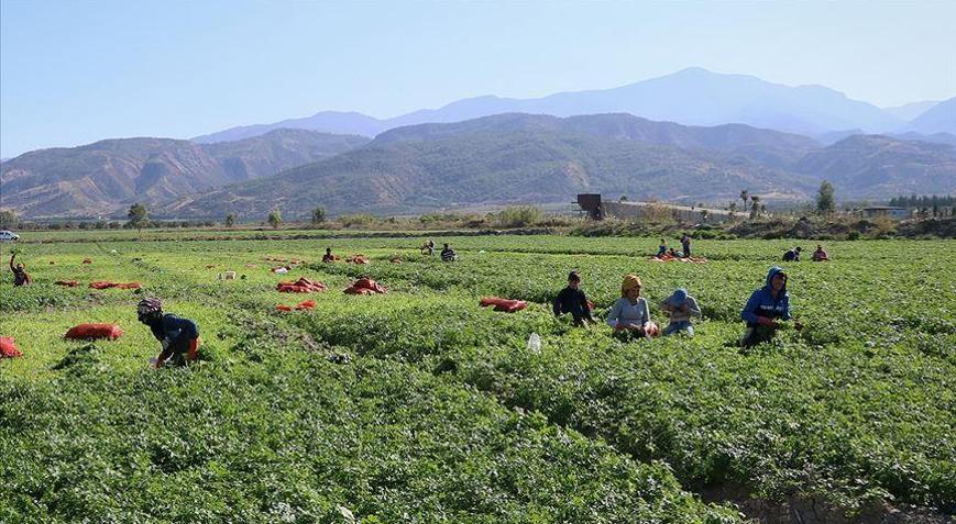 Mevsimlik tarım işçileri için 25 milyon lira kaynak ayrıldı