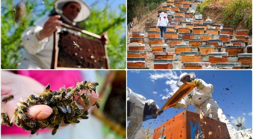 Türk balı ihracatı 2024te 32,3 milyon doları aştı