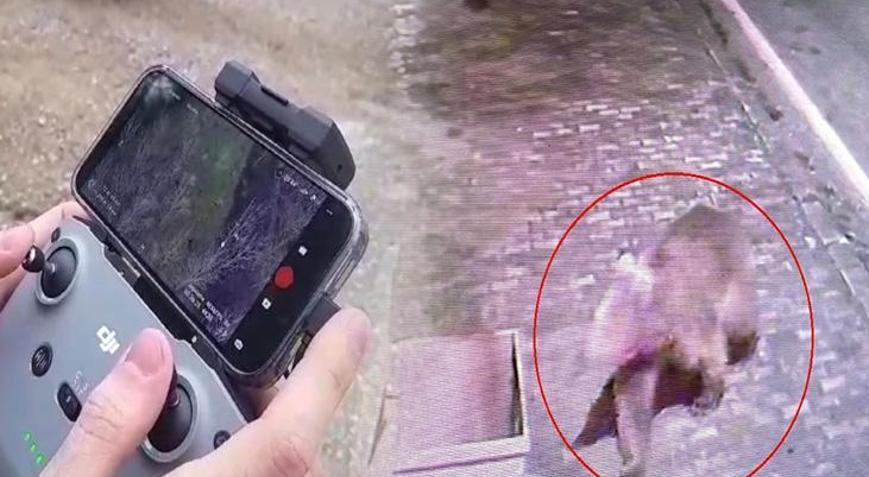 3 gündür yemlerle ve tuzaklarla aranıyor: Hiçbir ize rastlamadı