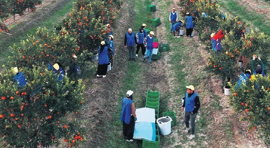 Meyve–sebze ihracatçısından halka arz planı