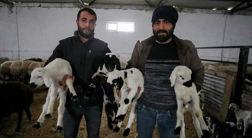 5 kardeş devlet desteğiyle küçükbaş hayvan çiftliği kurdu