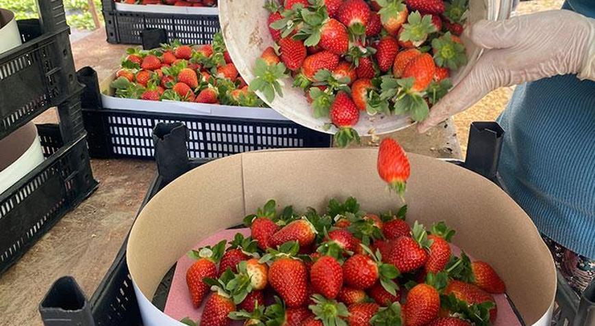 Çileğin fiyatı 1 ayda dip yaptı: Fiyatı 400 TLden 90 TLye düştü