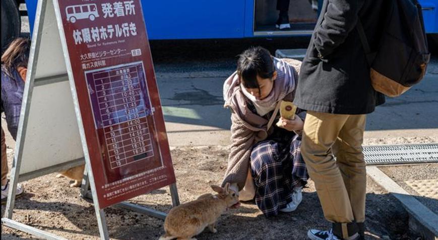 Japonya’da 77 tavşanın ölü bulunduğu adada 1 şahıs gözaltına alındı