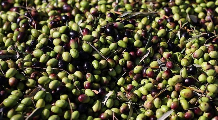 Türkiye 60 milyon dolarlık zeytin ihraç etti