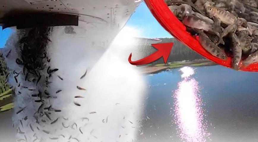 Tonlarca balık uçaktan bırakıldı Neredeyse hepsi hayatta, böyle temizlik görülmedi