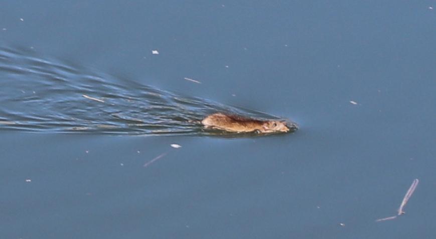 Çin’den kargo gemileri ile Diyarbakır’a geldi Kemirici tür yılda 8 kez doğum yapıp, yayılıyor