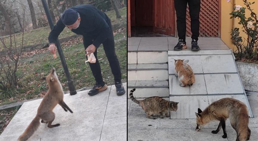 ‘Misafir’i gören şaşkına dönüyor 1 aydır kedilerle birlikte yemek yiyor