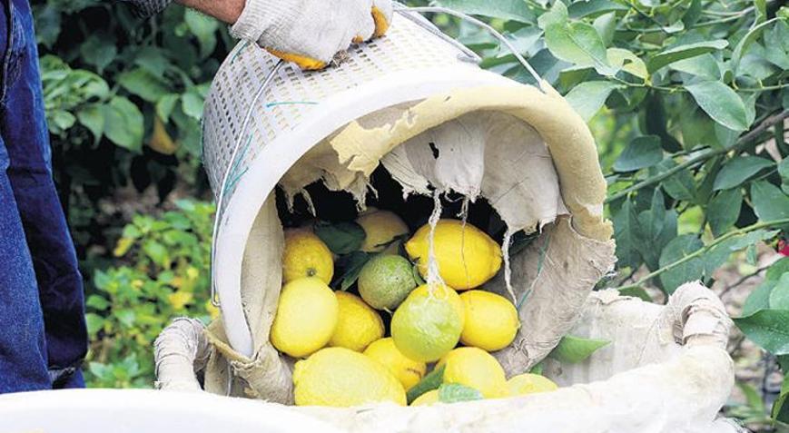 Fiyat makası limonda açık