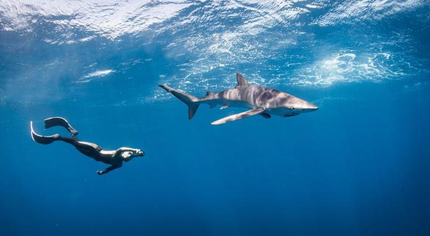 Avustralyada 17 yaşındaki genç kız, köpek balığı saldırısına uğradı