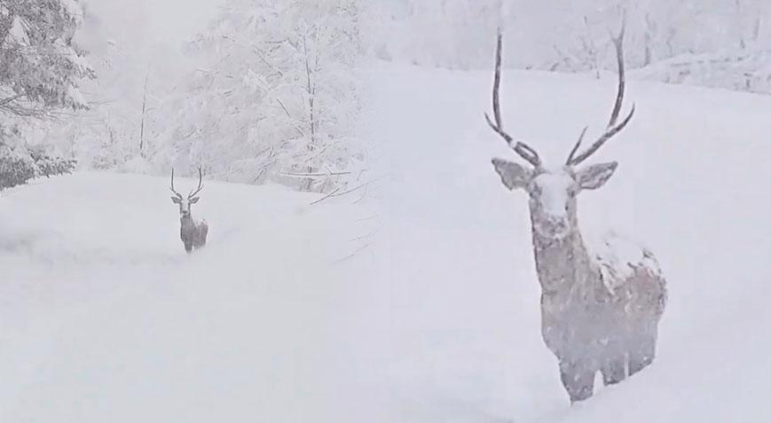 Yer: Kocaeli 5 ay sonra görüntülendi, kendine hayran bıraktı