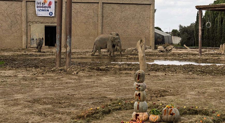 Türkiyede doğan ilk fil İzmir için özel kutlama Tam 14 yaşına girdi