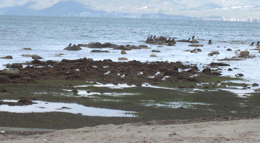Burhaniyede deniz çekildi, 2 bin 500 yıllık antik liman ortaya çıktı