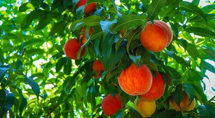 Bursa şeftalisi 26 ülkede ağızları tatlandırdı