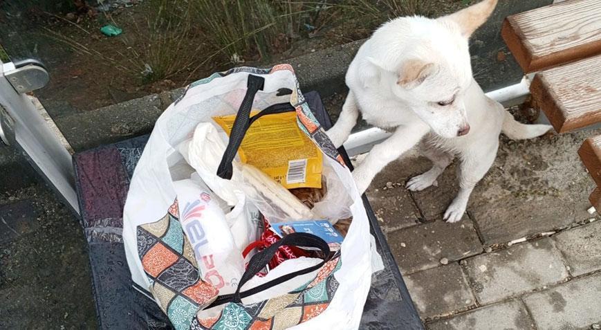 Yavru köpeği sokağa terk ettiler, bir de not bıraktılar