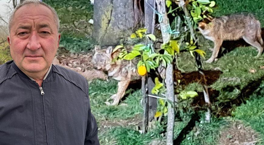 Cori ve arkadaşları Her gün yemek yemeye gelip gidiyorlar