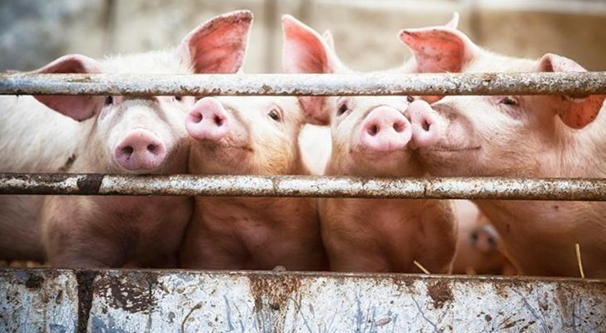 Avustralyada domuz çiftliklerinde Japon ensefaliti virüsü saptandı