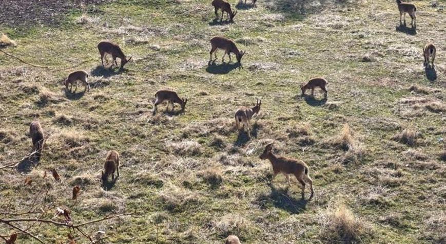 Nesli koruma altında olan dağ keçileri kent merkezinde görüldü