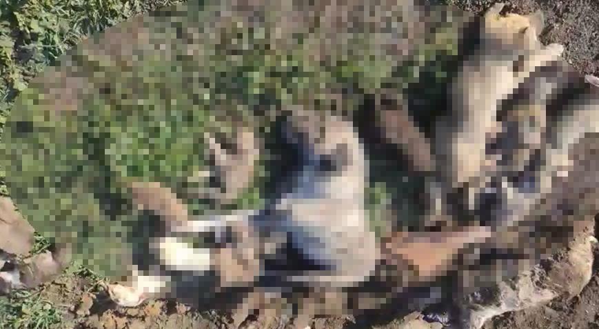Osmaniyede hayvan barınağında 21 köpek ölü bulundu