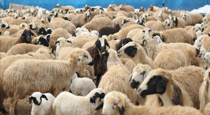 Küçükbaş hayvan yetiştiricileri ramazan öncesi fiyat artışı haberlerinden rahatsız