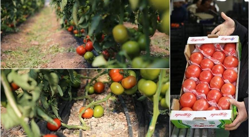 Kumluca ve Finikenin domateslerini dünya tadıyor