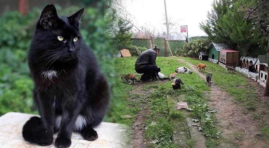 ‘Kedi Köyü’ için yeni adım Kitap sayımı çoğalttım