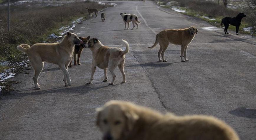 İstanbul Valiliğinden sokak hayvanları ile ilgili genelge Son gün 17 Mart