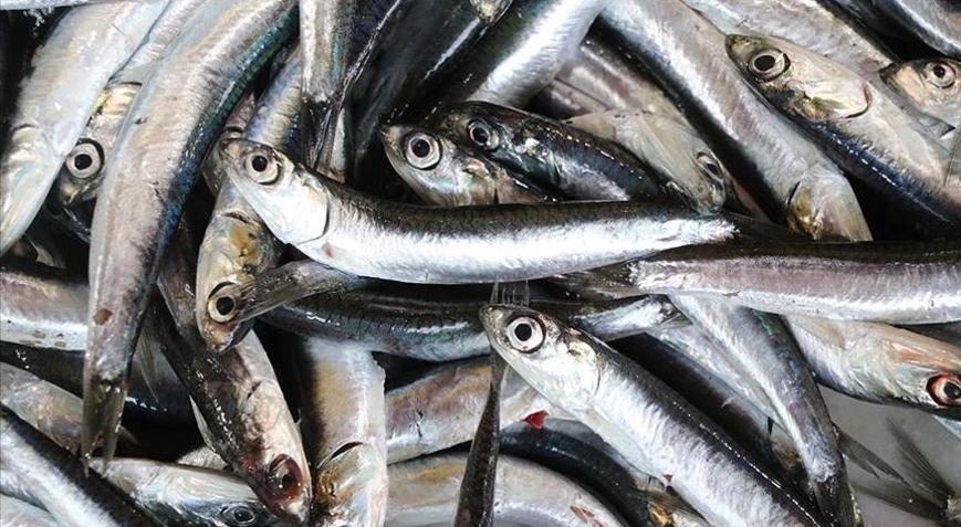 Ramazanda tezgahların gözdesi hamsi