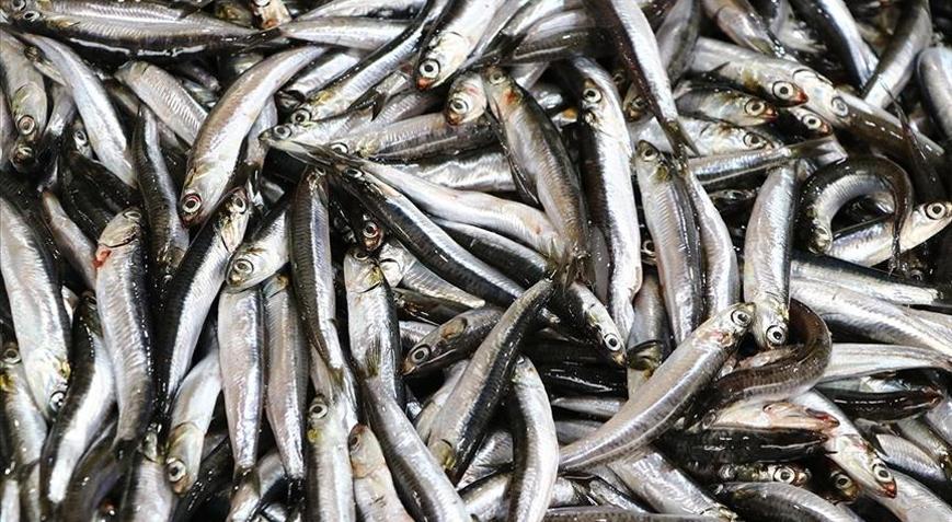 Hamsi ihracatından 7 milyon 217 bin dolar gelir