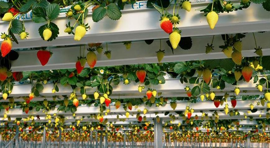 Çilek serası yılda 450 ton çilek üretim kapasitesine ulaştı