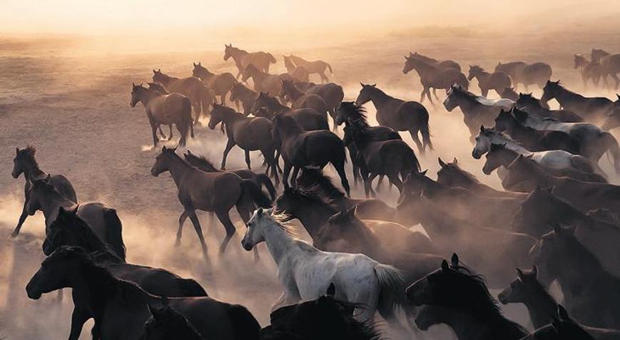 Doğaya direnip yeniden var olanlar: Yılkı atları